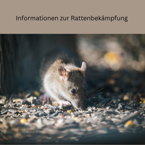 Informationen zur Rattenbekämpfung - 1