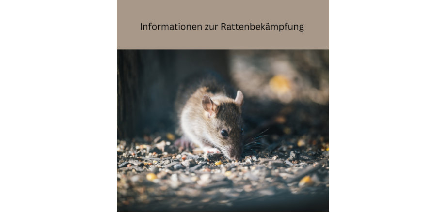Informationen zur Rattenbekämpfung - 1